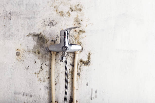 Best Basement Mold Remediation in Elmendorf, TX