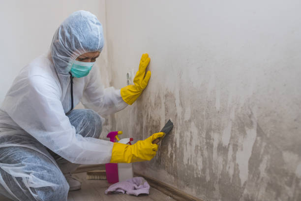 Best Attic Mold Remediation in Elmendorf, TX
