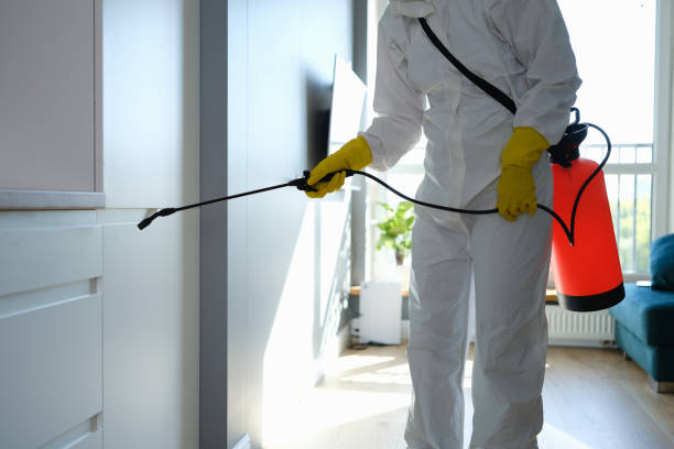 Best Preventive Mold Services in Elmendorf, TX