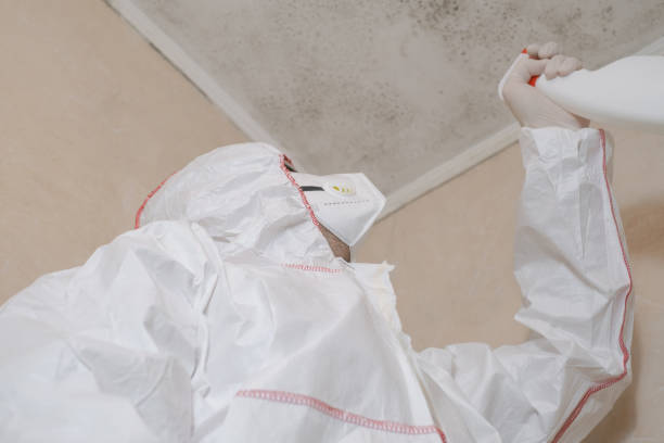 Professional Mold Remediation in Elmendorf, TX
