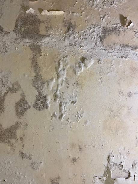 Professional Mold Remediation in Elmendorf, TX