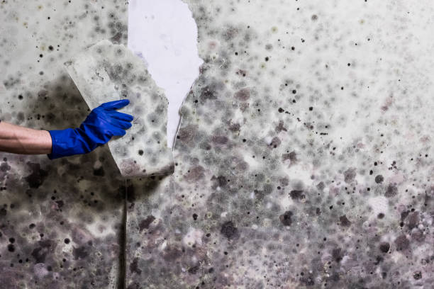 Best HVAC Mold Remediation in Elmendorf, TX